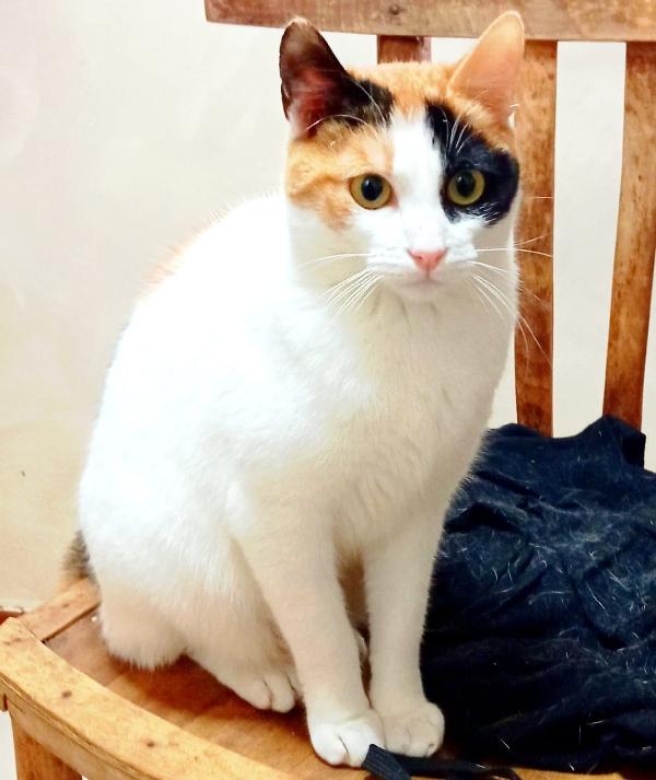 FATINA, tricolore di 6 mesi Foto 2